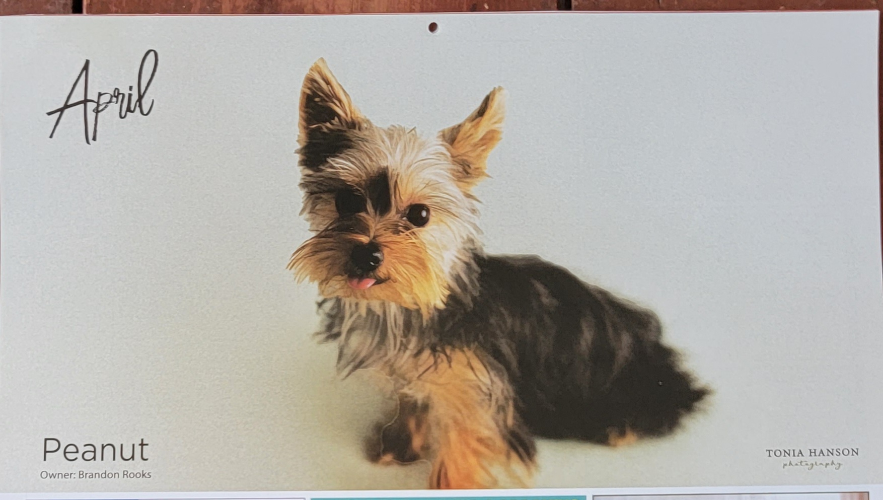 Peanut posing for a family calendar portrait