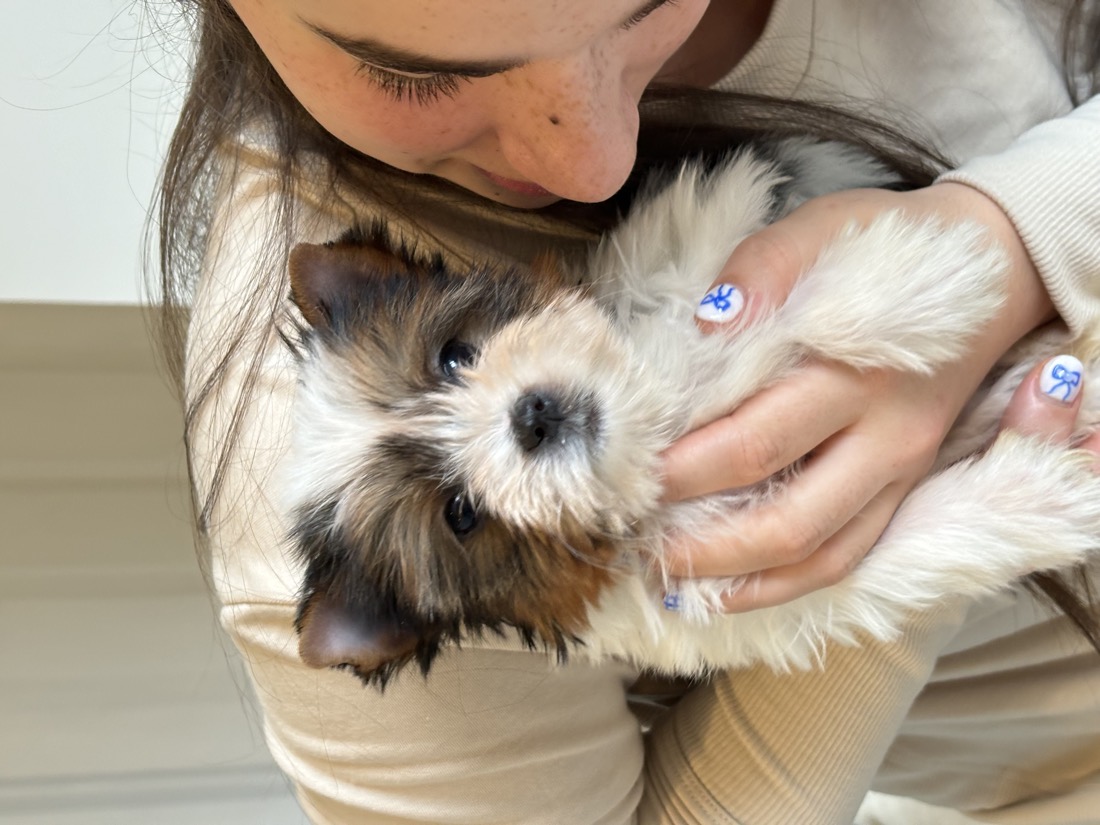 A child holding a fluffy Yorkie puppy